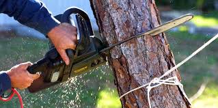 How Our Tree Care Process Works  in  Powdersville, SC